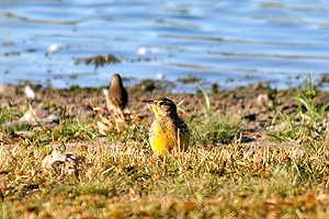 Eastern Meadowlark